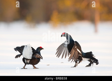 Gallo forcello - due maschi combattimenti nella neve Foto Stock