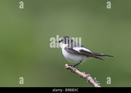 Pied Flycatcher, Ficedula hypoleuca, maschio Foto Stock