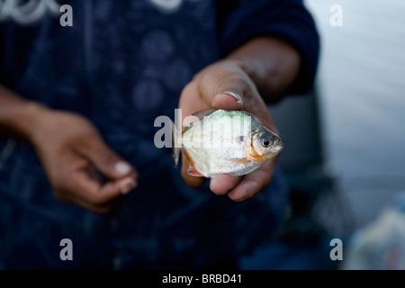 VENEZUELA Delta Amacuro membro Delta del Orinoco Foto Stock