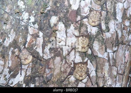 A becco lungo i pipistrelli (Rhynchonycteris naso) su un albero, Parco Nazionale di Manuel Antonio, Costa Rica, America Centrale Foto Stock