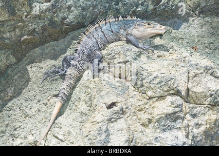 Nero codato spinoso Iguana (Ctenosaur similis), il Parco Nazionale di Manuel Antonio, Costa Rica, America Centrale Foto Stock