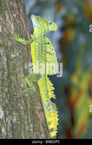 Basilisk lizard (Basiliscus plumifrons) salendo tree, Costa Rica, America Centrale Foto Stock