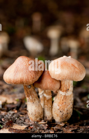 Squamosa di legno (funghi Agaricus silvaticus) Foto Stock