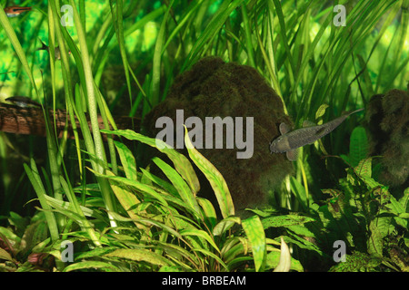 Red Garra, pesce medico (Garra rufa) Foto Stock