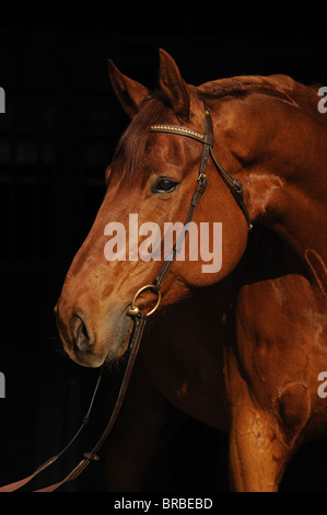 Hanoverian Cavallo (Equus caballus ferus), il ritratto di un castagno castrazione. Foto Stock