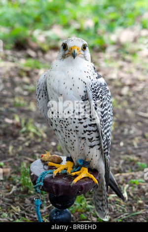 Falco bianco Foto Stock