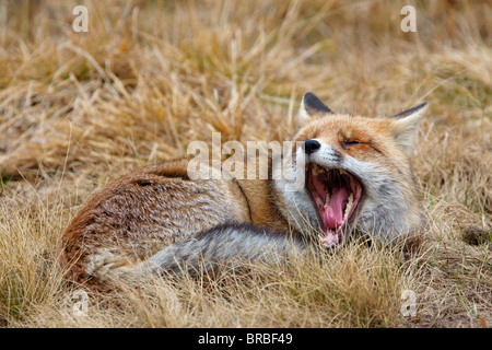 Red Fox - giacente - schiusi Foto Stock