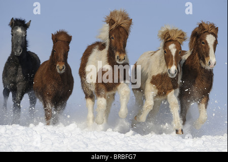 Cavallo islandese (Equus caballus ferus). Mandria al galoppo verso la telecamera. Foto Stock