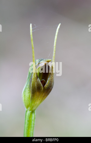 Wild Orchid Maroonhood (Pterostylis pedunculata), Narrawallee Creek Riserva Naturale, Australia Foto Stock