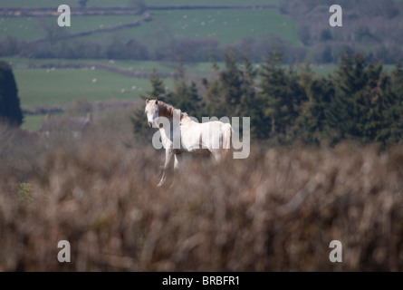 Un bel grigio Welsh Mountain pony stallone Foto Stock