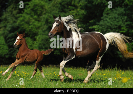 Lewitzer Cavallo (Equus caballus ferus), il mare con il puledro in un galoppo su un pascolo. Foto Stock