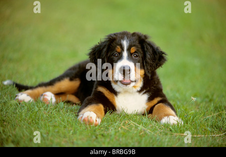 Bovaro del Bernese - cucciolo sdraiato sul prato Foto Stock