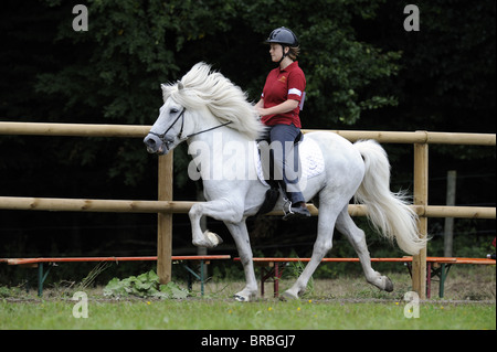 Cavallo islandese (Equus caballus ferus) con il conducente esegue la toelt. Foto Stock