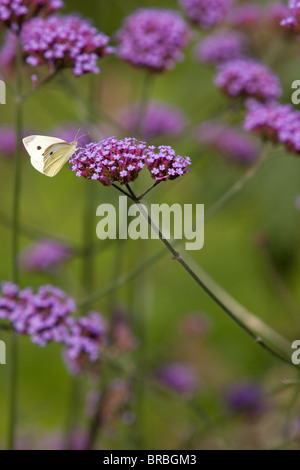 Un piccolo cavolo bianco, butterfly Sarcococca rapae, poggiante su verbena bonariensis in una natura accogliente giardino a Lincoln, Lincolnshire Foto Stock