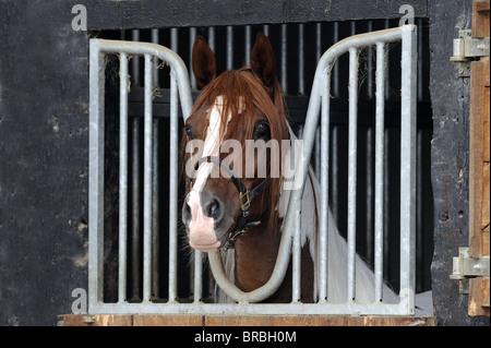 Cavalli domestici (Equus caballus ferus) guardando fuori da uno stabile. Foto Stock