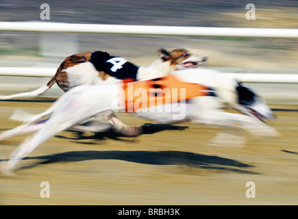 Due corse di levrieri Foto Stock