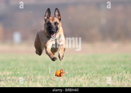 Pastore belga cane - acceso dopo una sfera Foto Stock