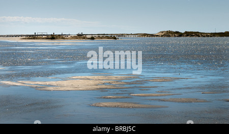 Parco faunistico Camargue, Francia Foto Stock