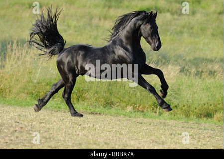 Il frisone Cavallo (Equus caballus ferus). Stallone galopping su un prato. Foto Stock