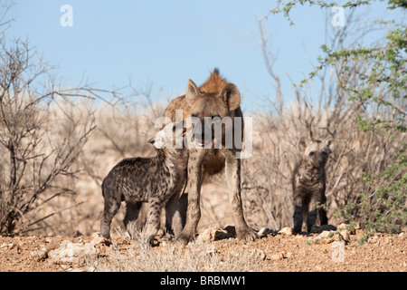 Avvistato iena, Crocuta crocuta, madre con i cuccioli, Kgalagadi Parco transfrontaliero, Northern Cape, Sud Africa Foto Stock