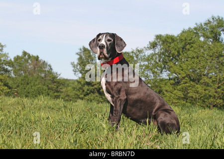 Alano - seduta sul prato Foto Stock