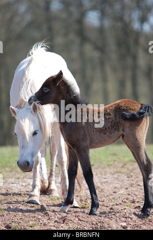 Grigio Welsh pony di montagna mare con la giovanissima brown puledro Foto Stock