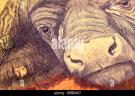 South African R100 nota raffigurante un bufalo Foto Stock