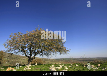 Albero di quercia da scommettere Keshet scenic road, Bassa Galilea, Israele Foto Stock