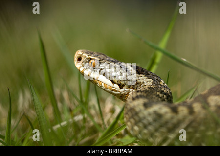 Il sommatore Vipera berus Foto Stock