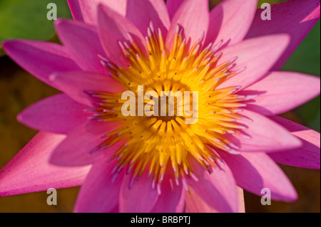 Un fiore di loto Foto Stock