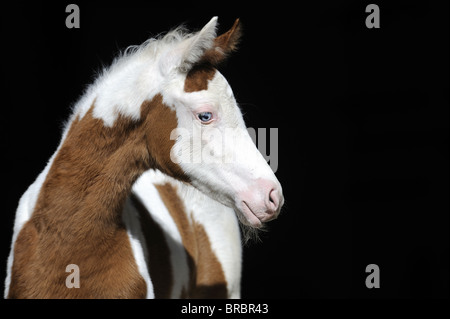 Arabian Pinto Cavallo (Equus caballus ferus), il ritratto di un puledro. Foto Stock