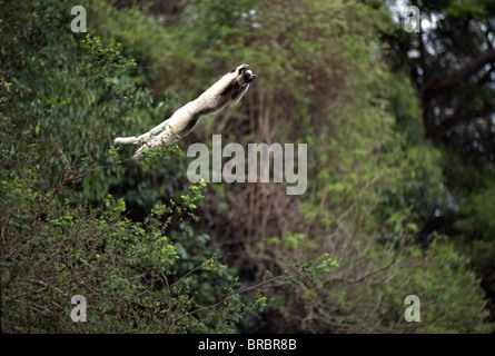 La Verreaux Sifaka (Propithecus verreauxi) saltando da un albero, Berenty Riserva, Madagascar meridionale Foto Stock