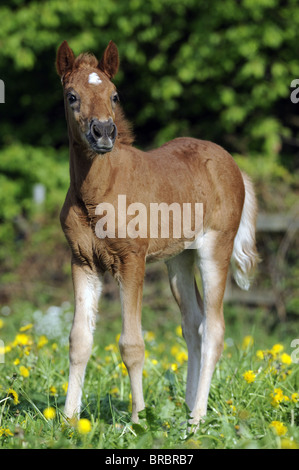 Lewitzer Cavallo (Equus caballus ferus), puledro in piedi su un pascolo. Foto Stock