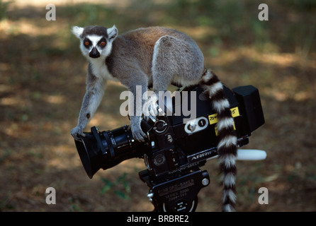 Anello-tailed Lemur (Lemur catta) sulla fotocamera, Berenty, Madagascar meridionale Foto Stock