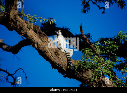 Anello-tailed Lemur (Lemur catta) prendere il sole nella struttura ad albero, Berenty, Madagascar meridionale Foto Stock