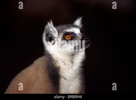 Ritratto di un anello-tailed Lemur (Lemur catta), Berenty, Madagascar meridionale Foto Stock