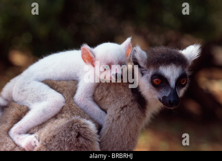 Anello-tailed Lemur (Lemur catta), tutto bianco baby maschio (Sapphire) albino su madre torna, Berenty, Madagascar meridionale Foto Stock
