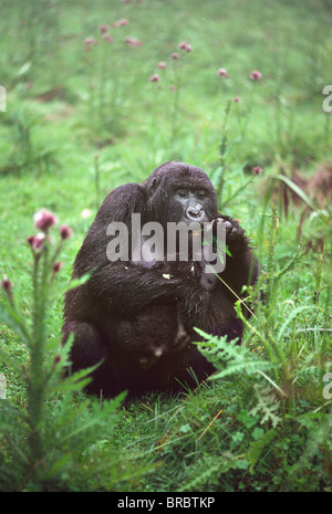 Gorilla di Montagna (Gorilla gorilla beringei) madre con alimentazione infantile su thistle, vulcani Virunga, Ruanda Foto Stock