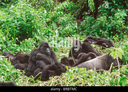 I gorilla di montagna (Gorilla gorilla beringei), silverback maschio con gruppo di riposo, vulcani Virunga, Ruanda Foto Stock