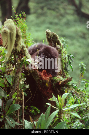 Gorilla di Montagna (Gorilla gorilla beringei) capretti, vulcani Virunga, Ruanda Foto Stock
