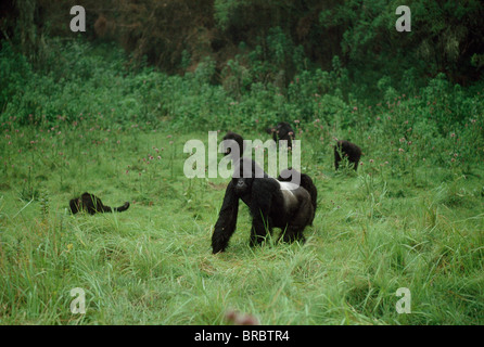 I gorilla di montagna (Gorilla g. beringei) silverback maschio con gruppo familiare, vulcani Virunga, Ruanda Foto Stock