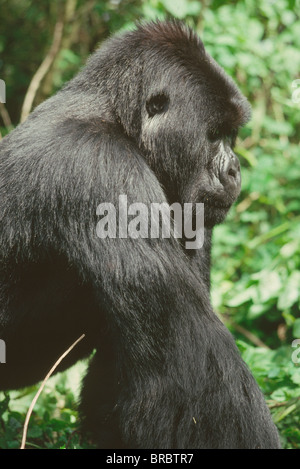 Gorilla di Montagna (Gorilla gorilla beringei) giovane maschio silverback, vulcani Virunga, Ruanda Foto Stock