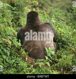 I gorilla di montagna (Gorilla beringei Gorilla Silverback) maschio, vulcani Virunga, Ruanda Foto Stock