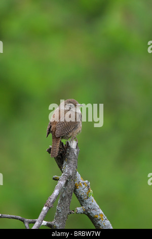 Casa Wren Troglodytes aedon appollaiato su alcuni rami di alberi guardando sopra la sua spalla con il contatto visivo Foto Stock