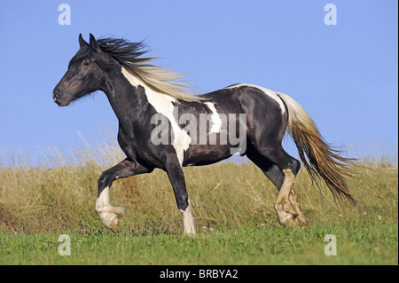 Gypsy Vanner Cavallo (Equus caballus ferus), Giovane stallone trotto su un prato. Foto Stock