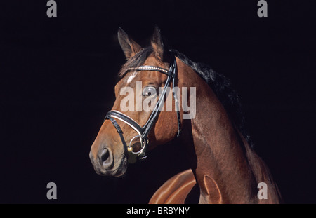 Trakehner (Equus caballus ferus), il ritratto di una baia stallone. Foto Stock