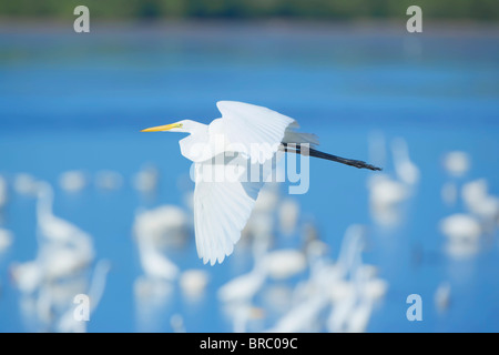 Airone bianco maggiore (Casmerodius Albus) in volo, Sanibel Island, J. N. Ding Darling National Wildlife Refuge, Florida, Stati Uniti d'America Foto Stock