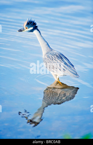 Giallo-incoronato Nitticora in piedi in acqua, Sanibel Island, J. N. Ding Darling National Wildlife Refuge, Florida, Stati Uniti d'America Foto Stock