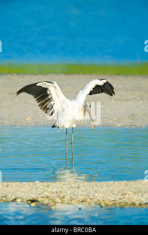 Cicogna in legno (Mycteria Americana) diffusione di ali, Sanibel Island, J. N. Ding Darling National Wildlife Refuge, Florida, Stati Uniti d'America Foto Stock