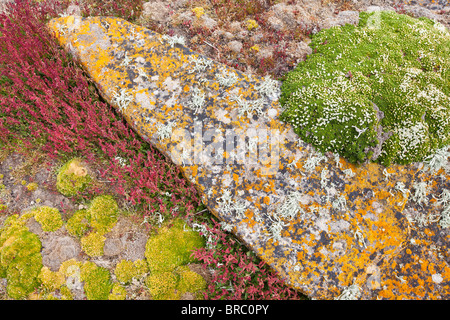 Moss lungo le rive della nuova isola, Isole Falkland, Regno Unito Foto Stock